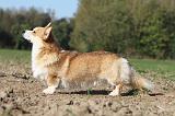 CORGI PEMBROKE 685